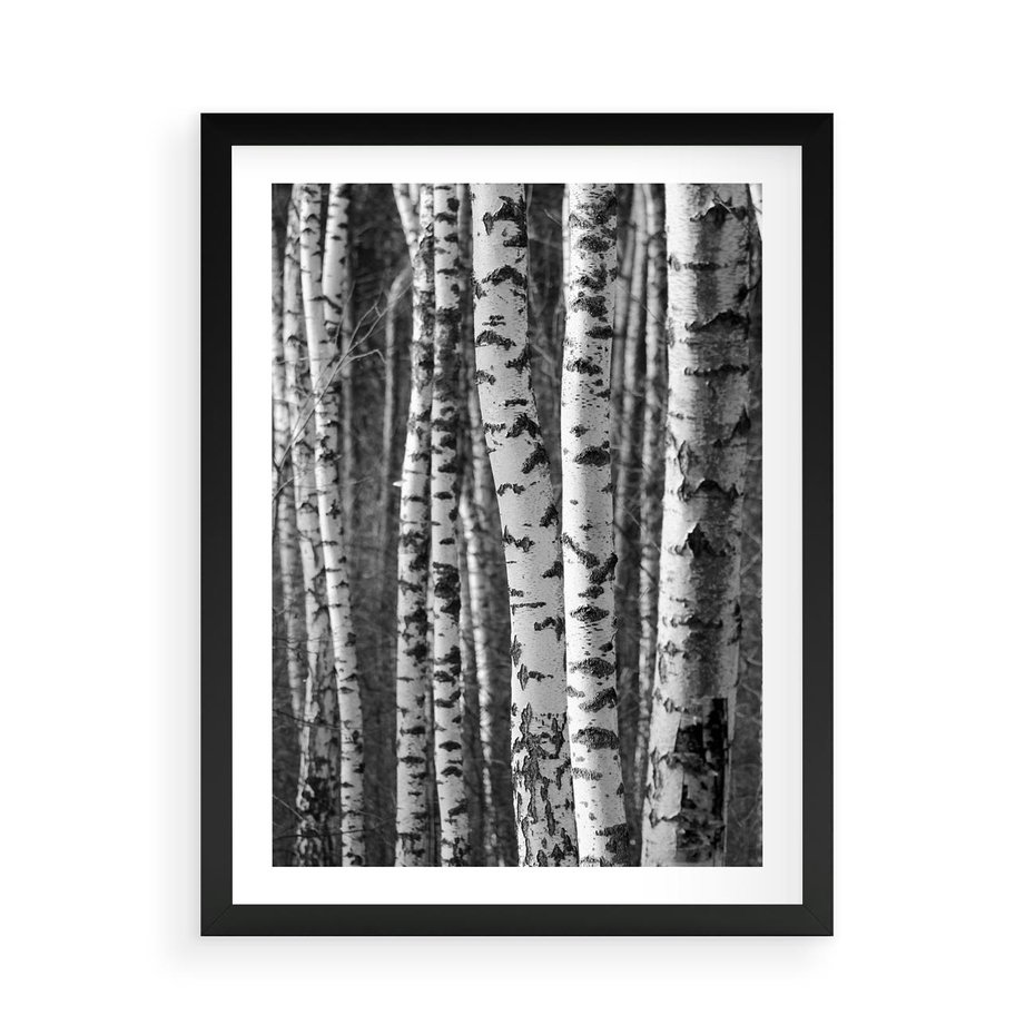 Plakat w ramie 50x70 - Kontrast Monochromatyczny - brzozy, czarno - rama czarna