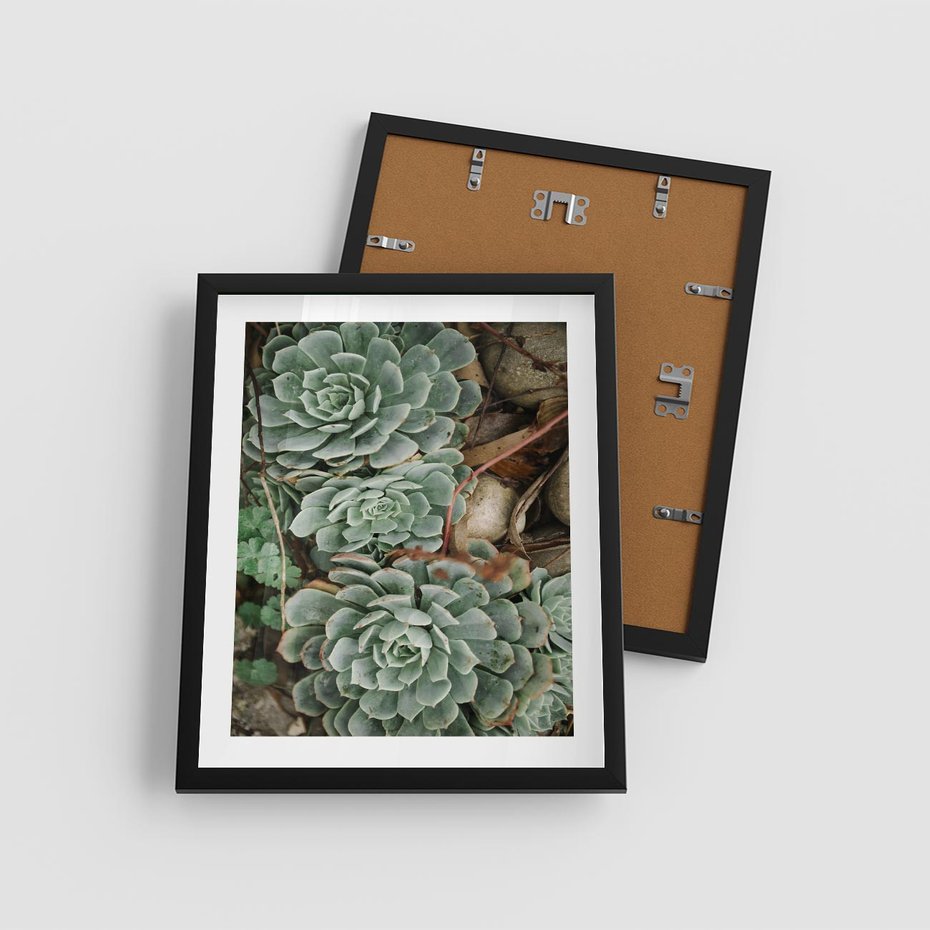 Plakat w ramie 40x50 - Zielona Uroda Sukulentów - sukulenty, zielone liście - rama czarna