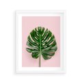 Plakat w ramie 40x50 - Monstera w Różowym Świetle - liść monstery, różowe tło - rama biała