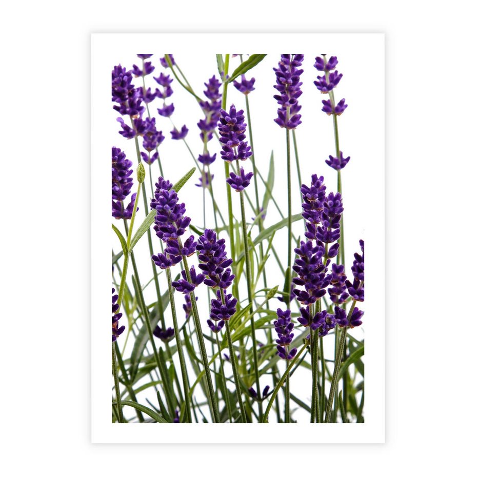 Plakat bez ramy 21x30 - Fioletowa harmonia lawendy - lawenda, fiolet
