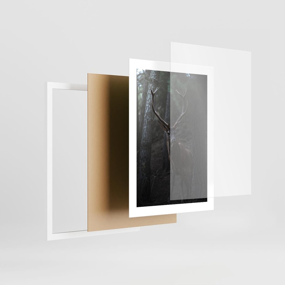 Plakat w ramie 30x40 - Jeleń wśród lasu - jeleń, las - rama biała