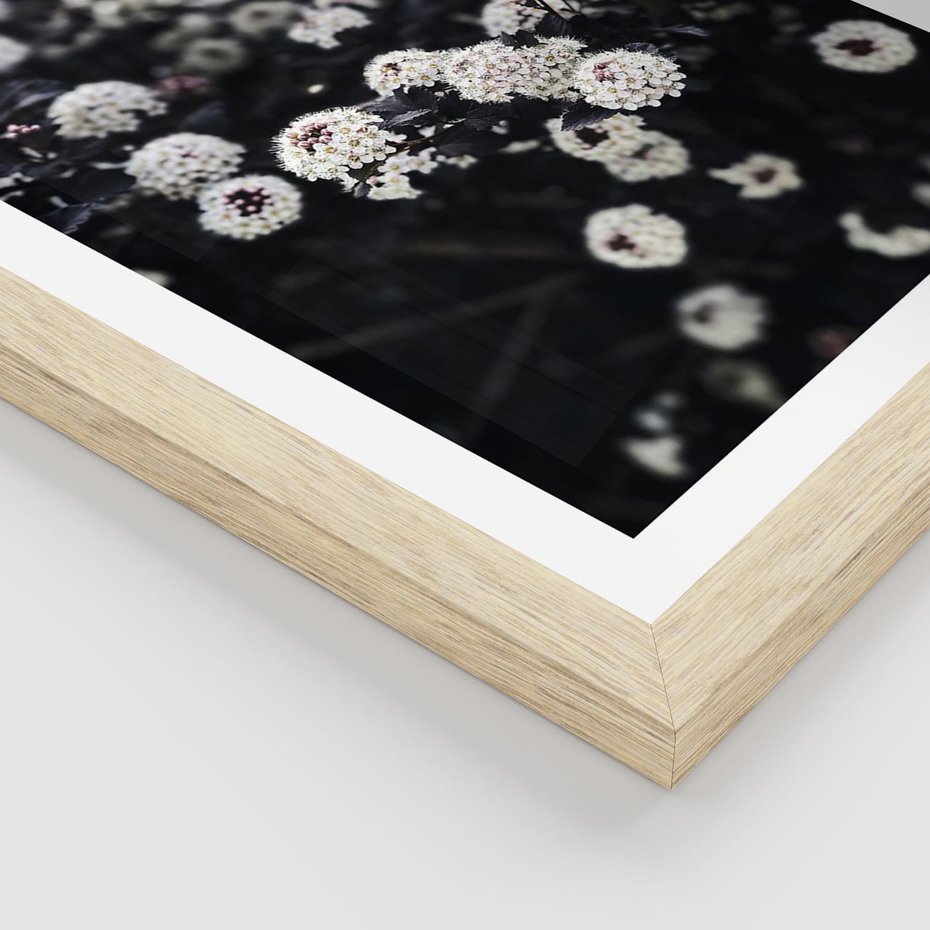 Plakat w ramie 30x40 - Białe Kwiaty na Kwitnącym Krzewie - białe kwiaty, kwitnący krzew - rama drewno