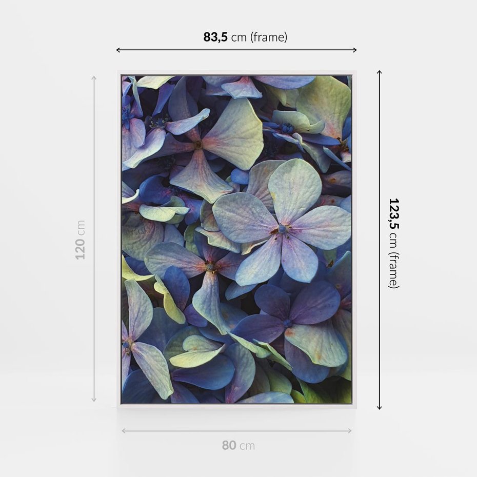 Obraz w ramie 80x120 - Hortensja - delikatność kwiatów - hortensja, kwiaty - rama biała