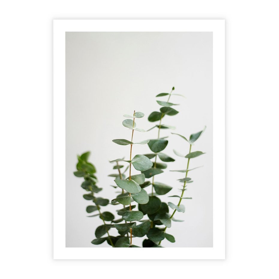 Plakat bez ramy 21x30 - Żywa eukaliptusowa zieleń - eukaliptus, zielone