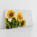 Obraz na płótnie 120x60 - Słoneczna Radość - fotografia, żółte słoneczniki