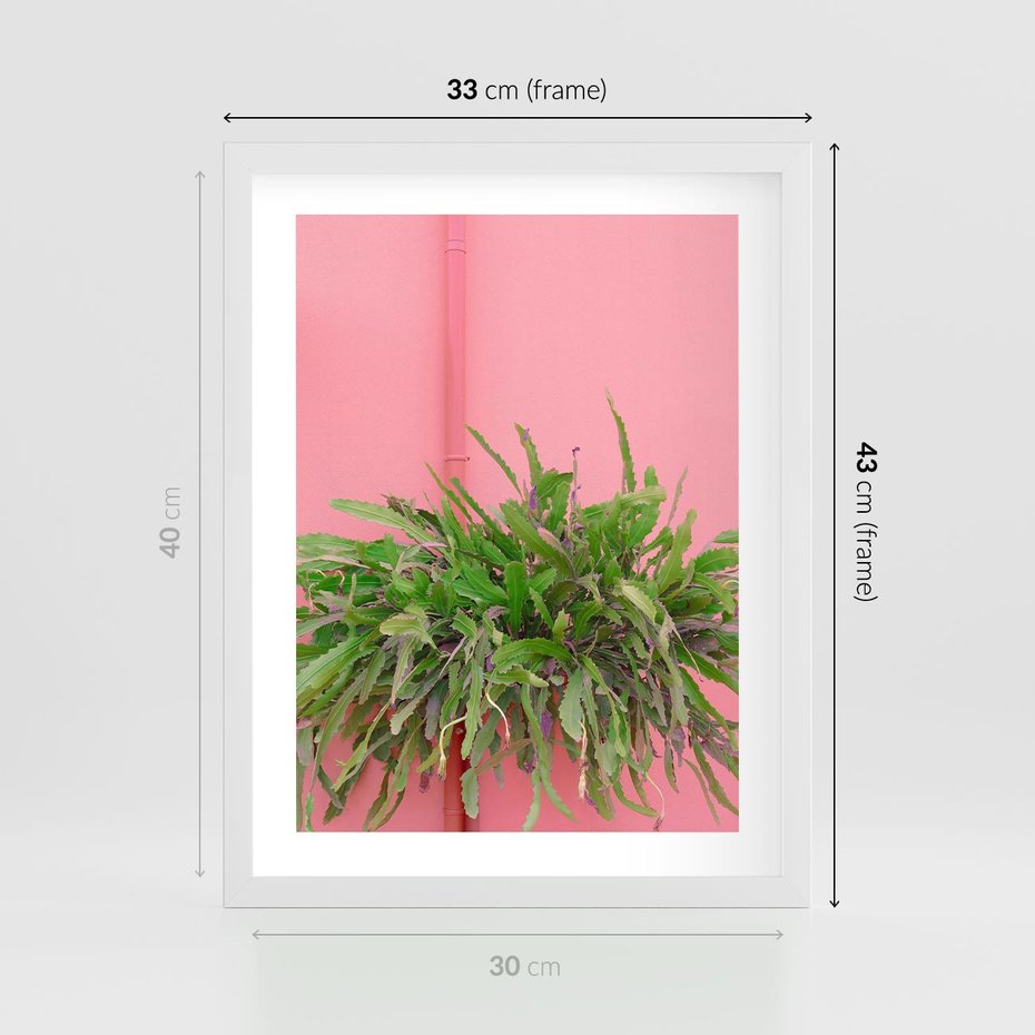 Plakat w ramie 30x40 - Fotografia Rośliny z Różowym Tłem - fotografia, zielona roślina na tle różwj ściany - rama biała