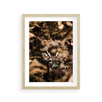 Plakat w ramie 40x50 - Jesienny Jeleń w Lesie - jeleń, w lesie - rama drewno