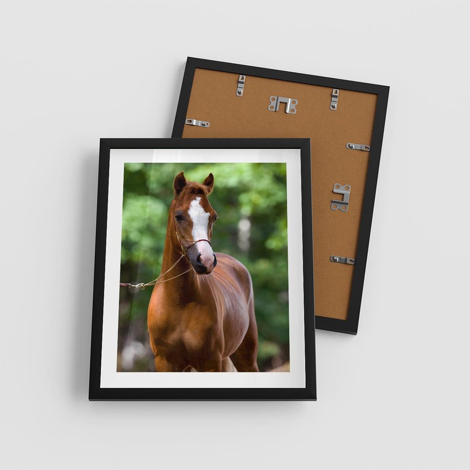 Plakat w ramie 40x50 - Portret Szlachetnego Konia - koń, portret - rama czarna