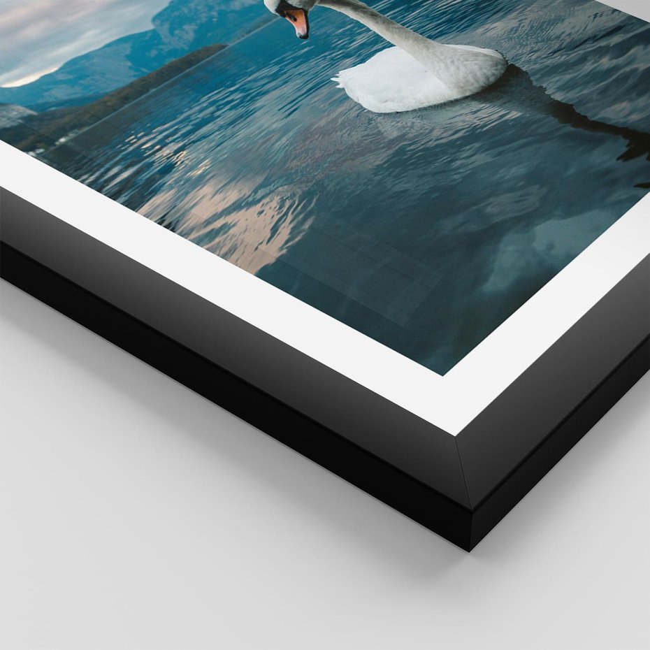 Plakat w ramie 40x50 - Łabędzi Śpiew - fotografia, plakat - rama czarna