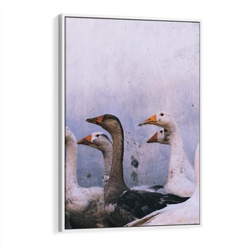 Obraz w ramie 80x120 - Spotkanie Wśród Piór - uchwycony moment, fotografia - rama biała