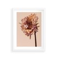 Plakat w ramie 30x40 - Delikatne piękno - suche, kwiaty - rama biała