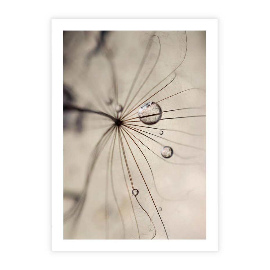 Plakat bez ramy 50x70 - Makro Uroda: Kropla na Dmuchawcu - zbliżenie makro, kropla wody na ziarenku dmuchawca
