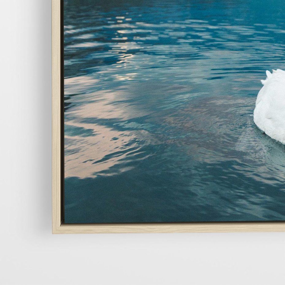 Obraz w ramie 50x50 - Łabędzi Śpiew - fotografia, plakat - rama drewno