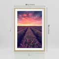 Plakat w ramie 50x70 - Różowe Niebo nad Polami - pola lawendy, zachód słońca - rama drewno