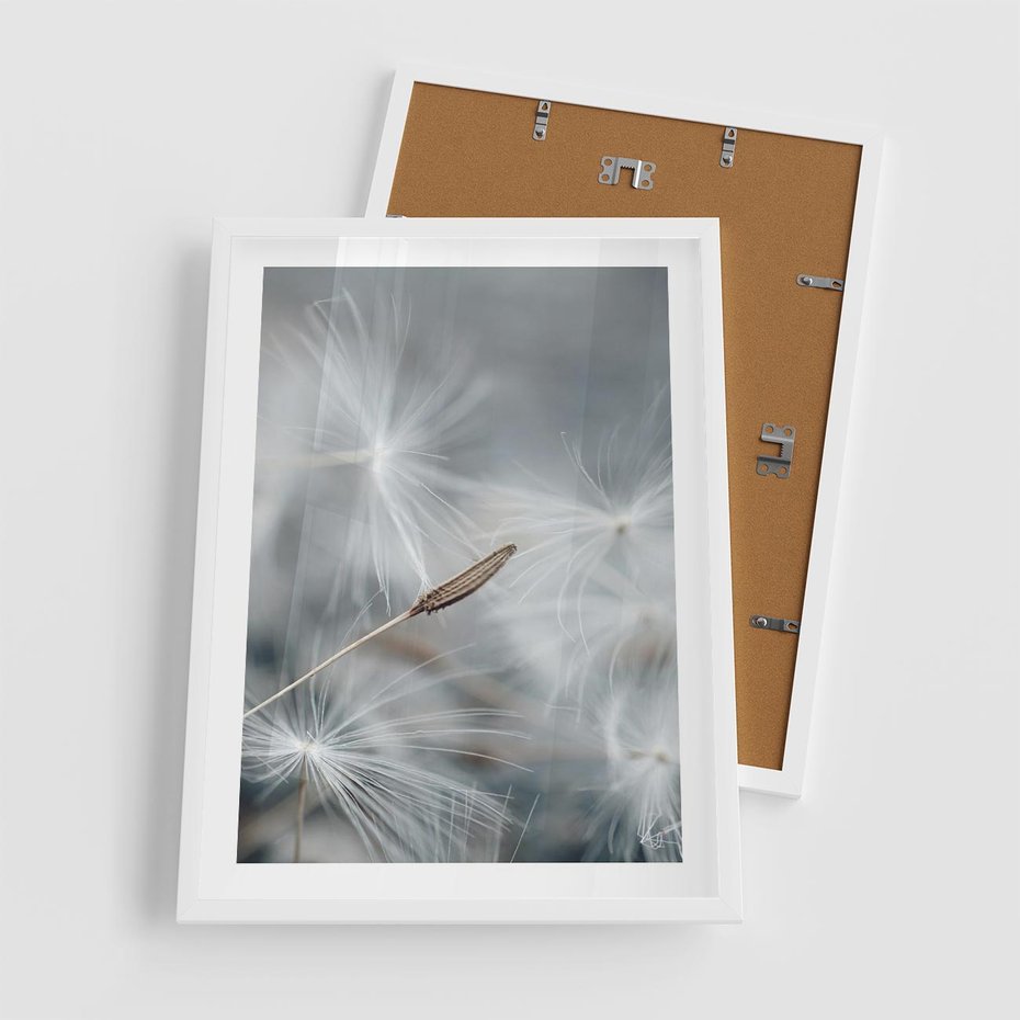 Plakat w ramie 50x70 - Piękno w Delikatności - dmuchawiec, makro zdjęcie - rama biała