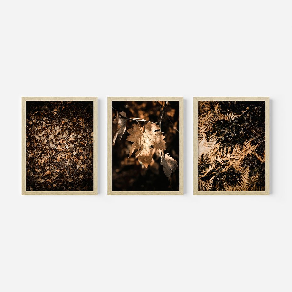Zestaw obrazy w ramie 50x70 galeria - Suche, jesienne, liście, las - rama drewno