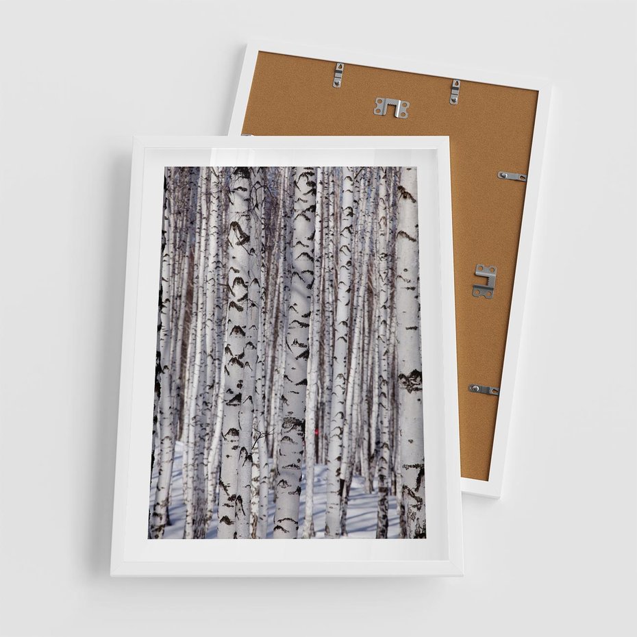 Plakat w ramie 50x70 - Lśniące Brzozy - brzozy, las - rama biała
