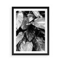 Plakat w ramie 50x70 - Liście w Czarno-Białej Fotografii - liście, roślina - rama czarna