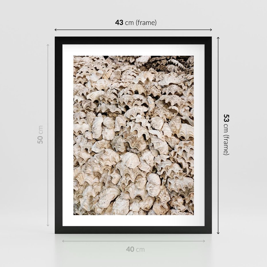Plakat w ramie 40x50 - Symfonia Natury - kompozycja z białych muszli - rama czarna