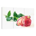 Obraz na płótnie 120x80 - Romantyczna Róża - róża, kwiat