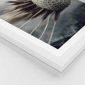 Plakat w ramie 50x70 - Makro Dmuchawiec - dmuchawiec, zbliżenie - rama biała