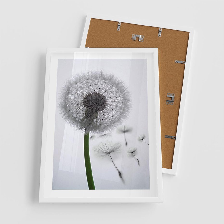 Plakat w ramie 50x70 - Lekkość Przemijania - dmuchawiec, makro - rama biała