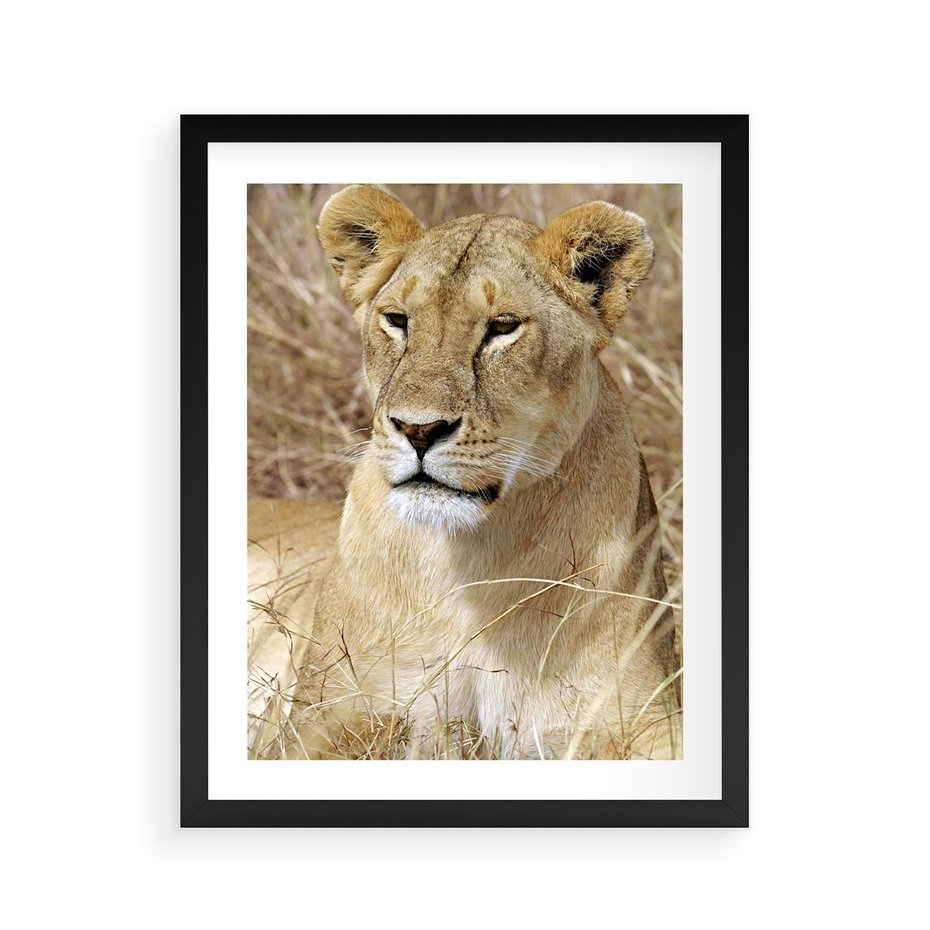 Plakat w ramie 40x50 - Potęga lwów w Afryce - lew, lwica - rama czarna