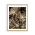 Plakat w ramie 40x50 - Natura Pod Lupą - pień drzewa, przekrój - rama drewno