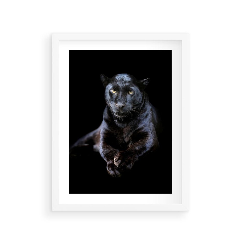 Plakat w ramie 30x40 - Czarna pantera: majestat i siła - czarna, pantera - rama biała