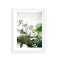 Plakat w ramie 30x40 - Zielony Świat Eukaliptusa - eukaliptus, fotografia - rama biała