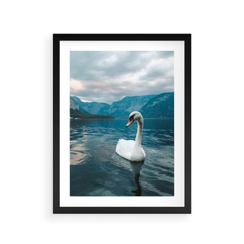 Plakat w ramie 50x70 - Łabędzi Śpiew - fotografia, plakat - rama czarna