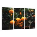 Obraz na płótnie 120x80 - Mandarynki Drzewko Urodzaju - mandarynki, drzewko