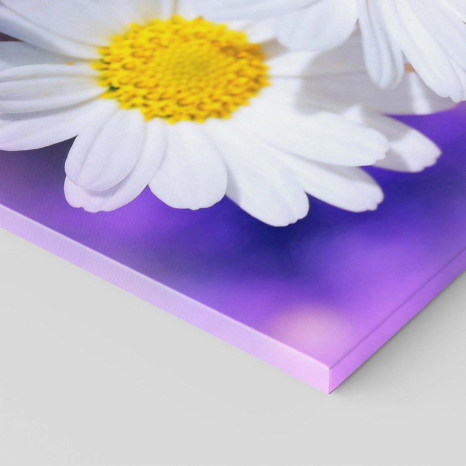 Obraz na płótnie 70x50 - Stokrotki wśród traw urok natury - stokrotki, kwiat