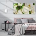Obraz na płótnie 140x70 - Białe tulipany w pełnym rozkwicie - białe, tulipany