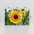 Obraz na płótnie 120x80 - Kwiatowa harmonia natury - słonecznik, kwiaty