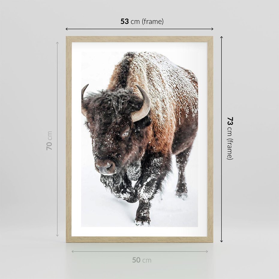 Plakat w ramie 50x70 - Zimowy Władca Puszczy - żubr, bizon - rama drewno