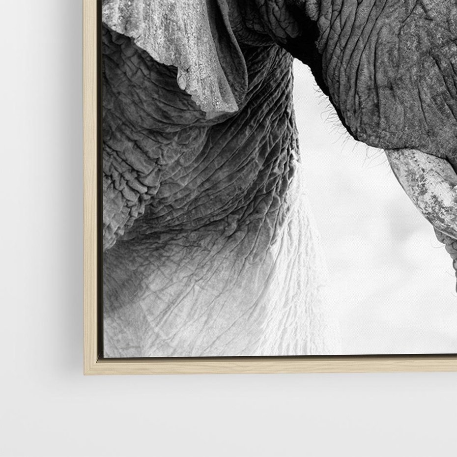 Obraz w ramie 100x70 - Spotkanie Mądrości - fotografia czarno biała, dwa słonie - rama drewno