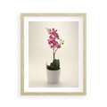 Plakat w ramie 40x50 - Delikatność storczyka orchidei - storczyk, orchidea - rama drewno