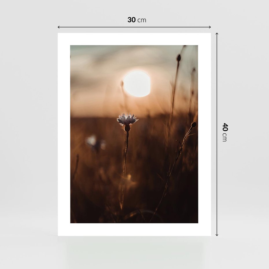 Plakat bez ramy 30x40 - Spokój łąki pod zachodem słońca - zachód, słońca