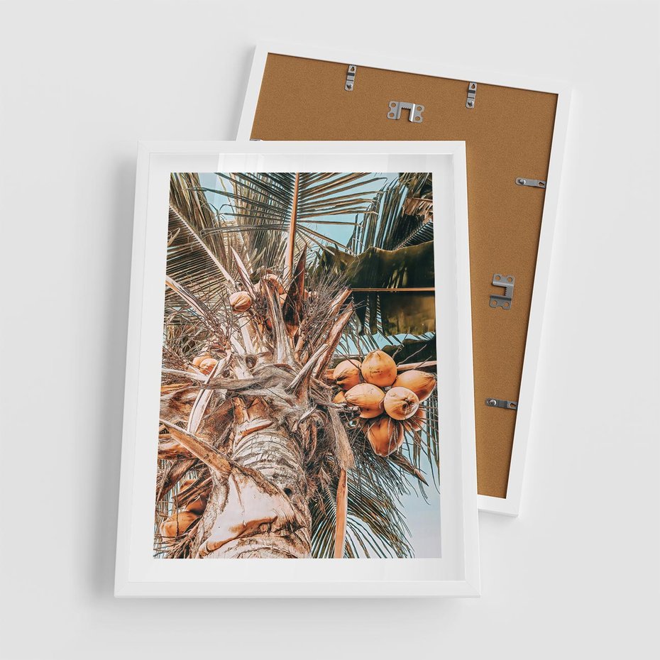 Plakat w ramie 50x70 - Tropikalna Palma: Fotografia z Kokosami - palma kokosowa, kokosy - rama biała