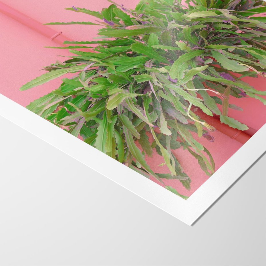 Plakat bez ramy 30x40 - Fotografia Rośliny z Różowym Tłem - fotografia, zielona roślina na tle różwj ściany