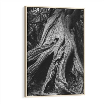 Obraz w ramie 70x100 - Siła Natury - czarno biała fotografia, korzenie wielkiego drzewa - rama drewno