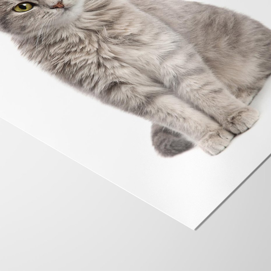 Plakat bez ramy 30x40 - Kocie uroki na płótnie - kot, kotek