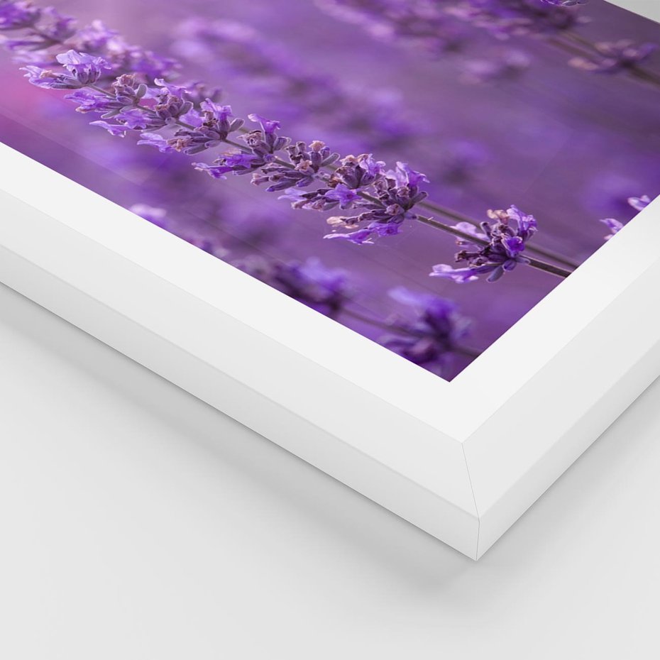 Plakat w ramie 40x50 - Fioletowa harmonia lawendy - lawenda, fiolet - rama biała