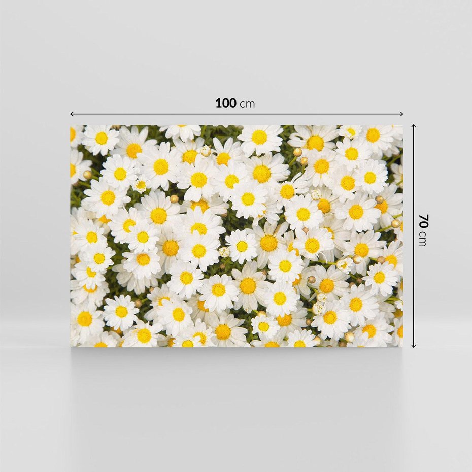 Obraz na płótnie 100x70 - Delikatność Kwiatowej Przyrody - stokrotki, kwiaty