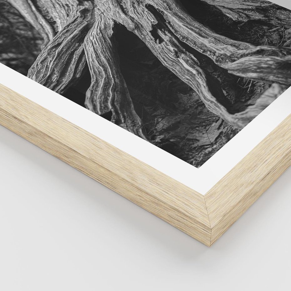 Plakat w ramie 40x50 - Siła Natury - czarno biała fotografia, korzenie wielkiego drzewa - rama drewno