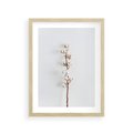 Plakat w ramie 30x40 - Minimalistyczna Gałązka Bawełny - bawełna, gałązka bawełny - rama drewno