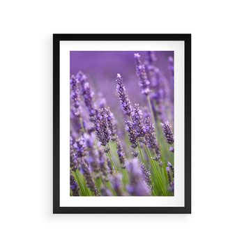 Plakat w ramie 40x50 - Urok lawendy - lawenda, kwiaty - rama czarna