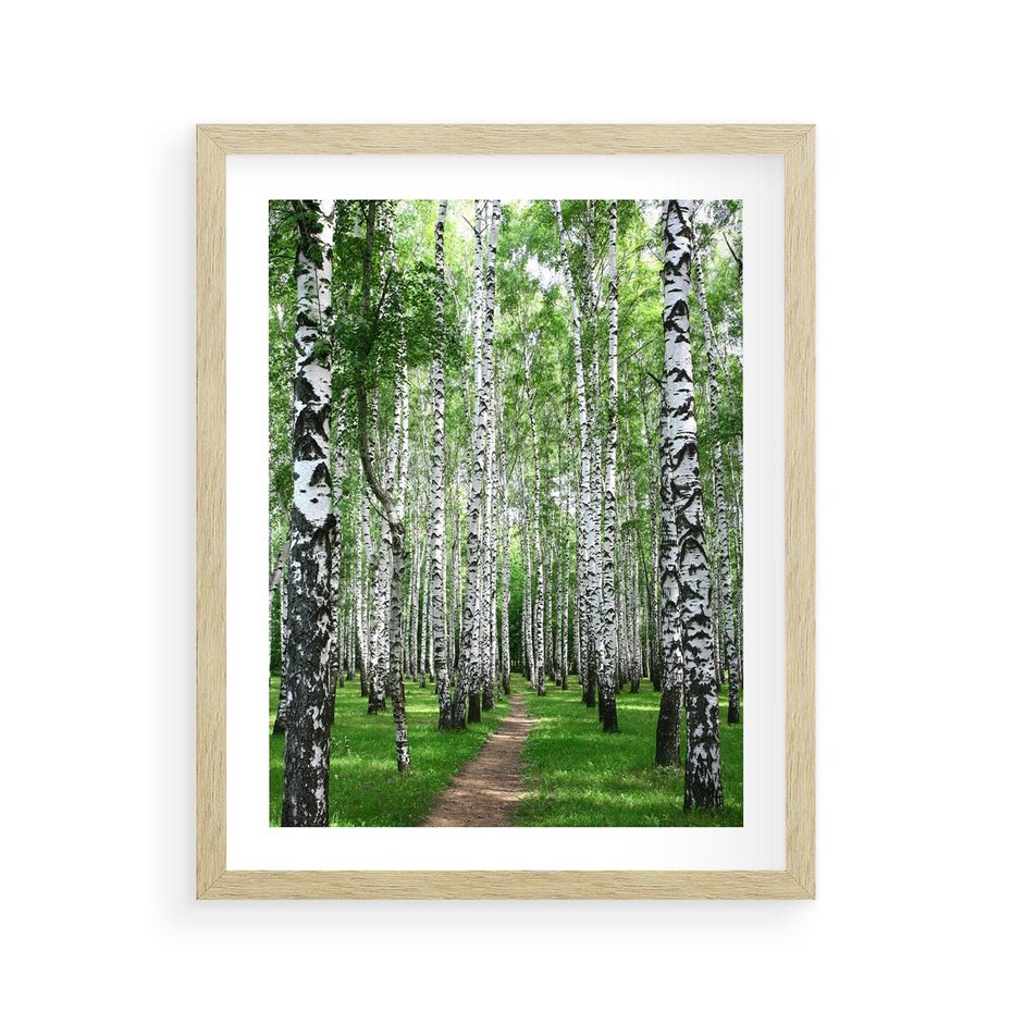 Plakat w ramie 40x50 - Magia lasu pełnego brzóz - las, brzozy - rama drewno