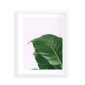 Plakat w ramie 40x50 - Zielone liście monstery - liście, monstera - rama biała